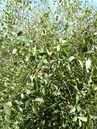 Image result for Celtis tetrandra