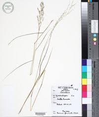 Image result for Panicum graciliflorum