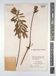 Image result for Clutia robusta