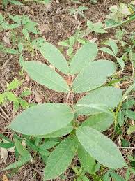 Image result for Strophanthus welwitschii
