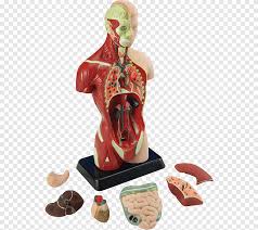 Anatomy of the back organs. Human Body Anatomy Torso Organ Human Brain Human Body Heart Human Brain Png Pngegg