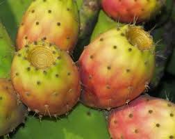 Kaktusfeige Essen Zubereitung Tipps Kaktusfeige Feigen Feigen Rezepte