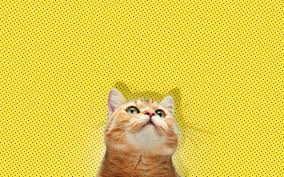 Kedilerde Sari Yag Hastaligi Kedimag