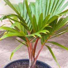 Indoor palm trees and other house plants. Buy Champagne Palm Plants Online At Lowest Price