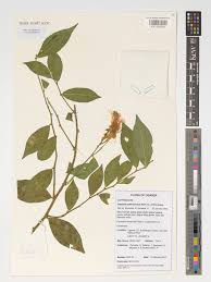 Image result for Capparis erythrocarpos