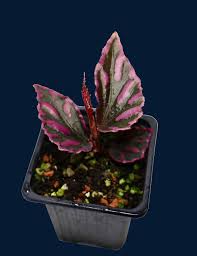 Image result for Begonia squamulosa
