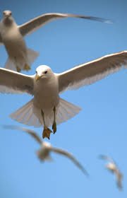 Maybe you would like to learn more about one of these? Birds Flying Nature Free Photo On Pixabay