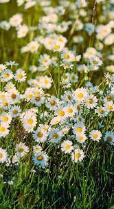 Browse flowers near me on the map and find a list of florists available near you. Mowed Around Happy Flowers Daisy Flowers