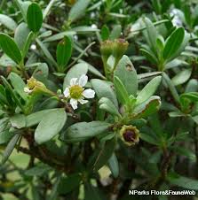 Image result for Pemphis