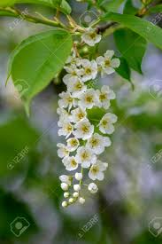 Maybe you would like to learn more about one of these? Prunus Padus White Flowering Bird Cherry Hackberry Tree Hagberry Mayday Tree In Bloom Ornamental Park Flowers On Branches And Red Green Leaves Stock Photo Picture And Royalty Free Image Image 141500800