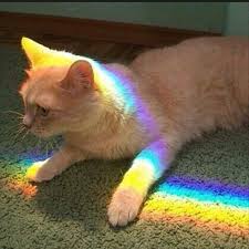 Action Romance Bad Weather Broken Crayons When Fierce Storms Clash Over An Industrialized Valley A 2souled Artist Must Subdue A Cats Pretty Cats Animals
