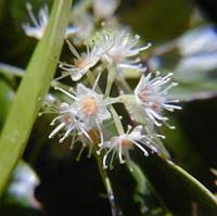 Image result for Terminalia boivinii