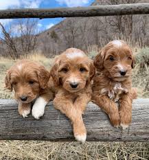 Highest wisconsin goldendoodle breeder standards. Goldendoodle Puppies Near Me In Usa Posts Facebook