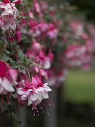 Fred meyer salaries in the united states. El Camino Fuchsia Hangingbasket Flowersallsummerlong Garden Plants Flowers Variegated Plants Hanging Baskets Fuchsia