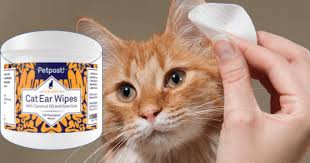 Wrap gauze around your finger to clean excess liquid out of the ear canal; Cat Ear Wipes How To Clean Your Cat S Ears Az Cat