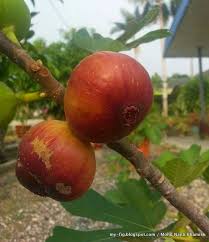 Pokok renek by ezza badrul 4778 views. Jenis Varieti Pokok Tin Fig Sesuai Untuk Newbie Ara Tanaman Pohon
