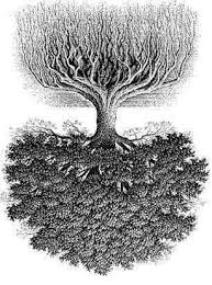 Girdling roots that are not removed from around the base of trees can grow into the trunk and restrict the flow of nutrients from the soil to the tree. Topics In Subtropics Agriculture And Natural Resources Blogs