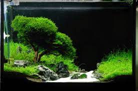 30 Desain Aquascape Minimalis Simple Sederhana Dan Terbaru Desain Id
