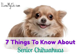 … show signs of false pregnancy during this time, and even long after the entire heat cycle ends. 7 Facts About Senior Chihuahuas I Love My Chi