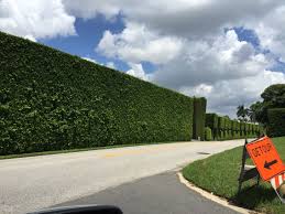 Hedges For Privacy Privacy Hedge Hedges Palm Beach