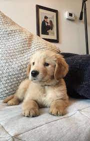 Receive Great Suggestions On Golden They Are On Call For You On Our Website Puppies Retriever Puppy Golden Retriever Puppy