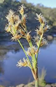 Image result for Schoenoplectus scirpoides