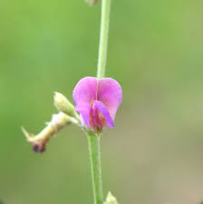 Image result for Tephrosia paradoxa