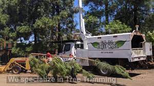 Ace Tree Trimming Service Murrieta Ca Contact Information Finder