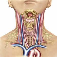 Superficial muscles are the muscles closest to the skin surface and can usually be seen while a body is performing actions. Superior Thyroid Artery Anatomy Function And Significance