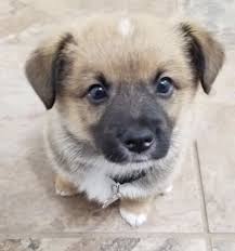 Known and trusted for 30 years. Pembroke Welsh Corgi Puppy Dog For Sale In Scio Oregon