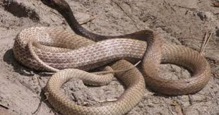 Black And Yellow Snake Georgia Poisonous Eastern Coachwhip Snake Blackbeard Island Georgia North American Wildlife Desert Animals Reptiles And Amphibians