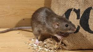 I ratti possono essere distruttivi nei giardini e contaminare il cibo che non mangiano. Veleno Per Topi Fatto In Casa Come Preparare I Piu Efficaci Tecnologia E Ambiente