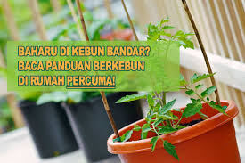 Berkebun di rumah merupakan cara untuk menghabiskan waktu di luar ruangan baik sendiri atau bersama keluarga. Panduan Berkebun Di Rumah Kebun Bandar