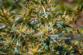 Image result for Xanthium spinosum