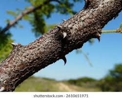 Image result for Acacia luederitzii