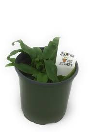 Image result for Microsorum scolopendria