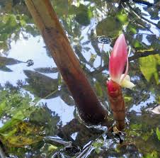 Image result for Aframomum angustifolium