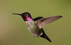 HUMMINGBIRDS: MASTERS OF THE AIR