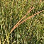 Image result for Ischaemum afrum