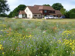 It is important to become familiar with the yearly cycle and growing pattern of the weeds and grasses. Using Wild Flowers In Gardens Wild Flower Lawns And Meadows