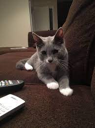 Pin On Aww