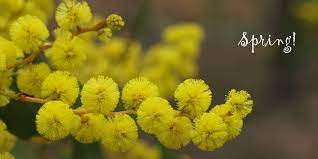 In order to achieve the best results, plant your seeds follow the instructions on the back of your seed packet and provide plenty of light and water to your growing seedlings. How To Grow Wattle Trees From Seed Ecobits Australia