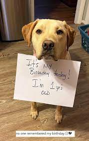 No one wished me! no one remembered my birthday.😢💔 #doglife #doglover | Facebook