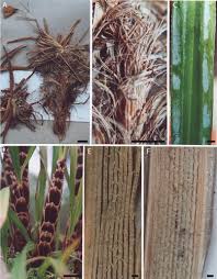 Image result for Xerophyta equisetoides