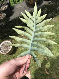Image result for Microsorum scolopendria