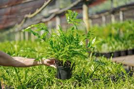 Image result for Microsorum scolopendria