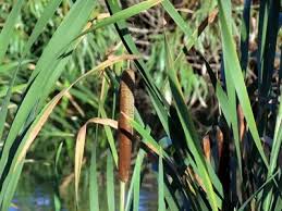 Image result for Typha capensis