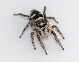 Spiders In Michigan Species Pictures