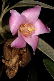 Image result for Lagunaria patersonia
