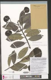 Image result for Pycnobotrya